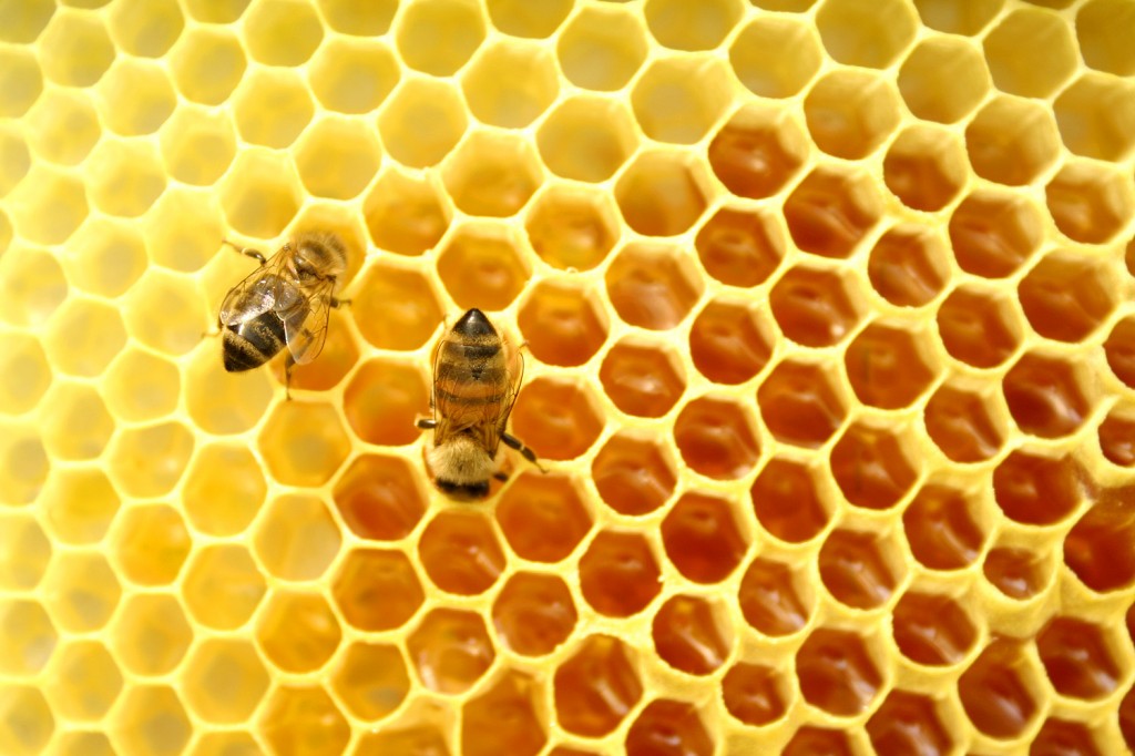 مكونات العسل