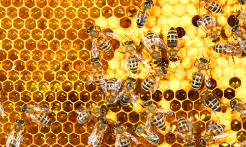 امراض يعالجها عسل النحل